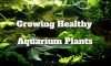 Growing Healthy Aquarium Plants