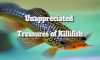 Unappreciated Treasures of Killifish