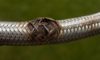 Emergency Plumber Tips for Dealing with Burst Pipes and Hoses