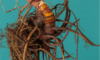 Supplements for Menopause: Natural Solutions for Wellbeing