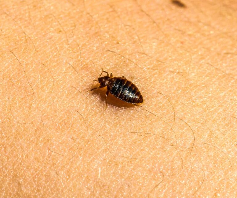 Bed Bug Infestations: How to Identify, Treat and Prevent