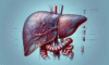 Liver Blood Test Insights: Comprehensive Analysis in Tewkesbury