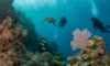 Belize Barrier Reef: Your 2025 Snorkelling and Diving Paradise