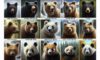 Surviving a Bear Attack: Key Tips for Safety