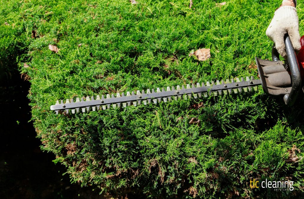 Best Practices for Hedge Trimming in Marston Magna