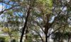 Arborists in Newcastle: Common Trees They Remove and Why